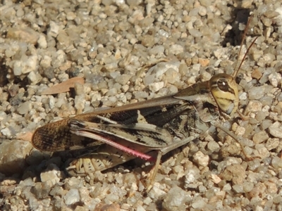 Gastrimargus musicus (Yellow-winged Locust or Grasshopper) at Bowral - 20 Feb 2019 by michaelb