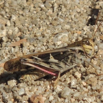 Gastrimargus musicus (Yellow-winged Locust or Grasshopper) at Bowral, NSW - 20 Feb 2019 by michaelb