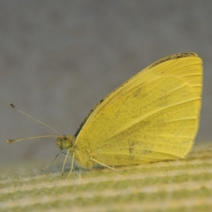 Pieris rapae at Bowral, NSW - 9 Apr 2014