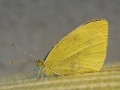 Pieris rapae (Cabbage White) at Bowral, NSW - 9 Apr 2014 by MichaelBedingfield