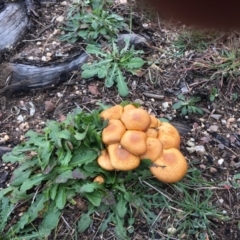 Gymnopilus junonius (Spectacular Rustgill) at Paddys River, ACT - 7 May 2019 by davobj