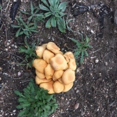 Gymnopilus junonius at Paddys River, ACT - 8 May 2019