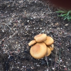 Gymnopilus junonius at Paddys River, ACT - 8 May 2019