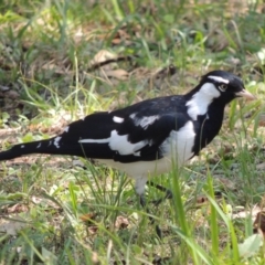 Grallina cyanoleuca (Magpie-lark) at Wingecarribee Local Government Area - 23 Feb 2019 by michaelb