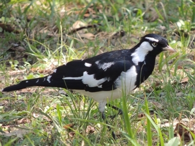 Grallina cyanoleuca (Magpie-lark) at Bowral, NSW - 23 Feb 2019 by michaelb