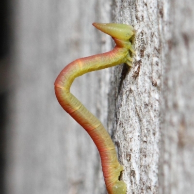 Crypsiphona ocultaria (Red-lined Looper Moth) at ANBG - 7 May 2019 by TimL