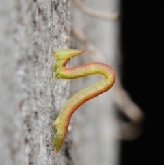 Crypsiphona ocultaria at Acton, ACT - 7 May 2019 12:35 PM