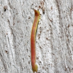 Crypsiphona ocultaria at Acton, ACT - 7 May 2019 12:35 PM