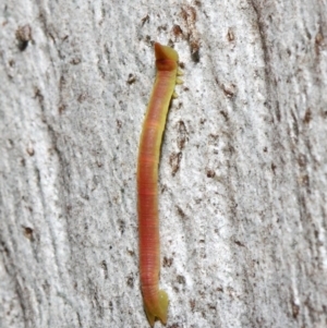 Crypsiphona ocultaria at Acton, ACT - 7 May 2019