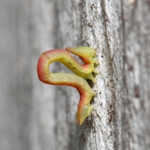 Crypsiphona ocultaria at Acton, ACT - 7 May 2019 12:35 PM