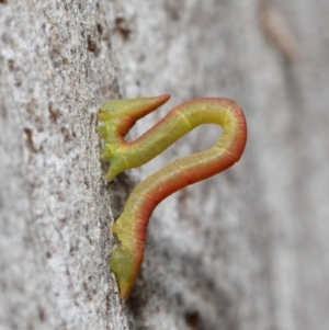 Crypsiphona ocultaria at Acton, ACT - 7 May 2019 12:35 PM