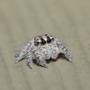 Servaea sp. (genus) at Hackett, ACT - 7 May 2019 12:14 PM