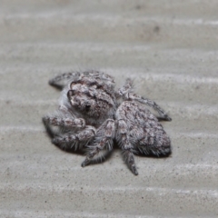 Servaea sp. (genus) at Hackett, ACT - 7 May 2019 12:14 PM