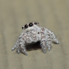 Servaea sp. (genus) at Hackett, ACT - 7 May 2019 12:14 PM