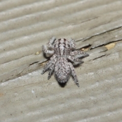 Servaea sp. (genus) at Hackett, ACT - 7 May 2019 12:14 PM