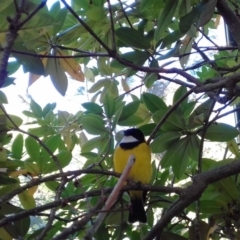 Pachycephala pectoralis (Golden Whistler) at Campbell, ACT - 8 Apr 2019 by Campbell2612