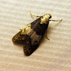 Aphomia baryptera (A pyralid moth) at O'Connor, ACT - 29 Nov 2017 by ibaird
