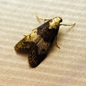 Aphomia baryptera at O'Connor, ACT - 29 Nov 2017