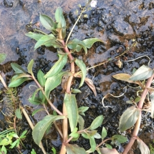 Veronica anagallis-aquatica at Corrowong, NSW - 8 May 2019 04:08 PM