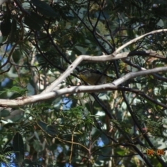 Pardalotus punctatus (Spotted Pardalote) at Red Hill Nature Reserve - 6 May 2019 by TomT