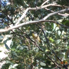 Pardalotus punctatus at Deakin, ACT - 6 May 2019