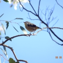 Pardalotus punctatus at Deakin, ACT - 6 May 2019