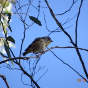 Pardalotus punctatus at Deakin, ACT - 6 May 2019