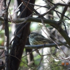 Pyrrholaemus sagittatus (Speckled Warbler) at Deakin, ACT - 6 May 2019 by TomT