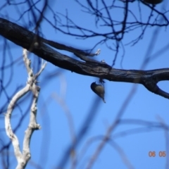 Acanthiza lineata at Red Hill Nature Reserve - 6 May 2019 by TomT