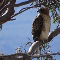 Hieraaetus morphnoides (Little Eagle) by roymcd