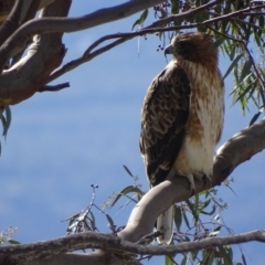 Hieraaetus morphnoides (Little Eagle) at Garran, ACT - 8 May 2019 by roymcd