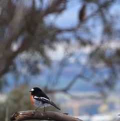 Petroica boodang (Scarlet Robin) at Red Hill Nature Reserve - 8 May 2019 by roymcd