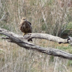 Milvus migrans at Jerrabomberra, ACT - 8 May 2019