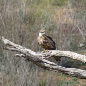 Milvus migrans at Jerrabomberra, ACT - 8 May 2019