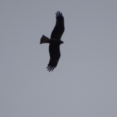 Milvus migrans at Jerrabomberra, ACT - 8 May 2019