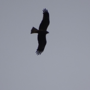 Milvus migrans at Jerrabomberra, ACT - 8 May 2019 01:06 PM