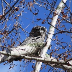 Podargus strigoides at Campbell, ACT - 31 Jul 2018