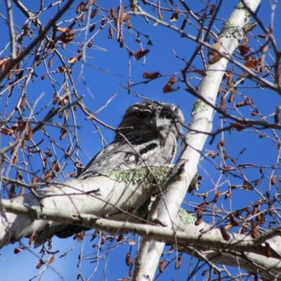 Podargus strigoides (Tawny Frogmouth) at Campbell, ACT - 31 Jul 2018 by Campbell2612