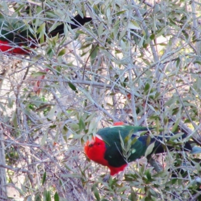 Alisterus scapularis (Australian King-Parrot) at Campbell, ACT - 1 Jul 2018 by Campbell2612