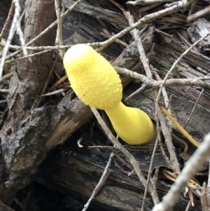 Leucocoprinus birnbaumii at Tura Beach, NSW - 24 Mar 2019 01:11 PM