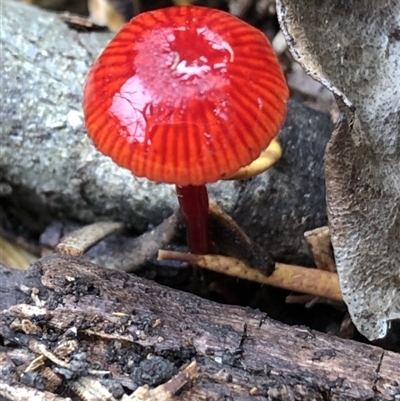 Unidentified Fungus at Ben Boyd National Park - 23 Mar 2019 by JenniKaye