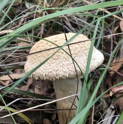 Unidentified Fungus at Tura Beach, NSW - 2 May 2019 by JenniKaye