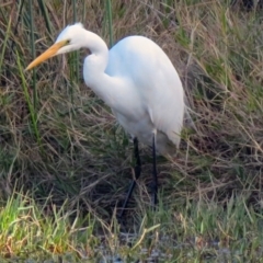 Ardea alba (Great Egret) at QPRC LGA - 8 May 2019 by RodDeb