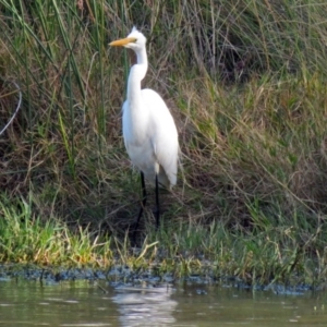 Ardea alba at Jerrabomberra, NSW - 8 May 2019