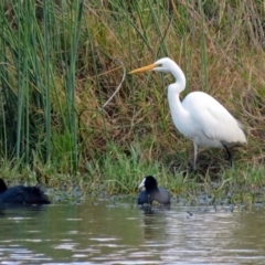 Ardea alba at Jerrabomberra, NSW - 8 May 2019 02:46 PM