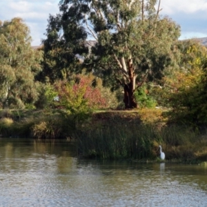 Ardea alba at Jerrabomberra, NSW - 8 May 2019