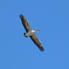 Pelecanus conspicillatus (Australian Pelican) at Jerrabomberra, ACT - 8 May 2019 by RodDeb