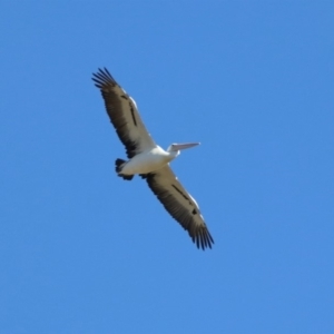 Pelecanus conspicillatus at Jerrabomberra, ACT - 8 May 2019