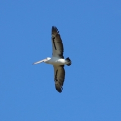 Pelecanus conspicillatus at Jerrabomberra, ACT - 8 May 2019