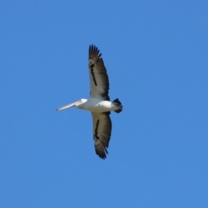 Pelecanus conspicillatus at Jerrabomberra, ACT - 8 May 2019